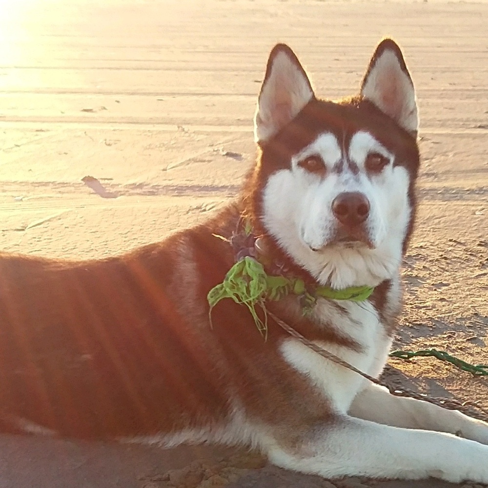 Meet your Posher, Sharyliey